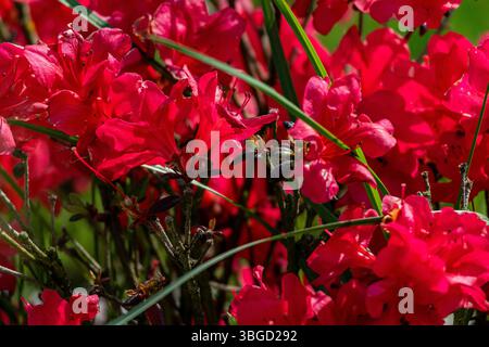 Azalées rouge vif fleurissant en plein soleil, avec des abeilles et des brins d'herbe tissant à travers l'affichage floral dense Banque D'Images