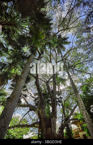 La lumière du soleil filtre à travers la canopée d'un arbre ceiba imposant, entouré de palmiers et d'autres feuillages tropicaux dans l'ancienne ville maya de chichén Itzá Banque D'Images