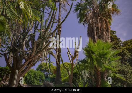 Palerme, Italie 1er janvier 2025 : cactus, palmiers et autres plantes exotiques prospèrent dans le jardin botanique ensoleillé de palerme, en sicile Banque D'Images