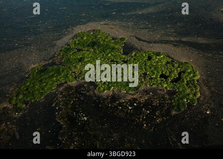 Mousse verte flottante sur l'eau sombre polluée du lac, vue détaillée de haut en bas. Pays de Serbie, rivière Zapadna Morava. Banque D'Images