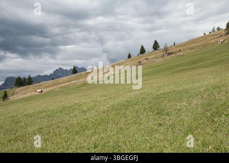 Quelques vaches dans un large pâturage dans les Dolomites Banque D'Images