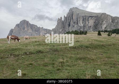 Quelques vaches dans un large pâturage dans les Dolomites Banque D'Images