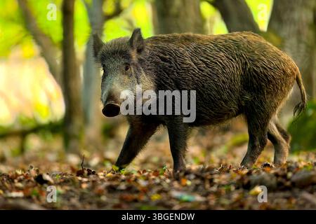Sanglier debout dans la forêt. Sanglier dans la forêt regardant la caméra. Sus scrofa. Banque D'Images