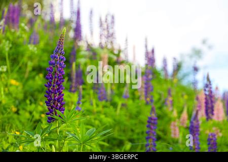 Fleurs de lupin violettes fleurissant sur un pré de montagne d'été. Fleurs sauvages dans l'herbe verte Banque D'Images