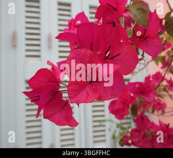 Fleurs de bougainvilliers roses devant un mur pastel avec des notes de fenêtre. Banque D'Images