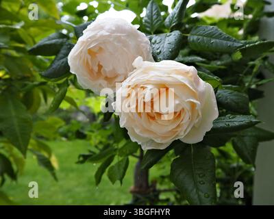 Roses blanches au centre avec fond vert luxuriant et gouttes de rosée. Banque D'Images