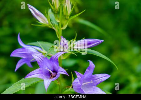 Spécimen de Campanula latifolia, aussi connu sous le nom de chausson à feuilles larges, dans son habitat naturel. Banque D'Images