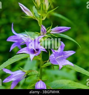 Spécimen de Campanula latifolia, aussi connu sous le nom de chausson à feuilles larges, dans son habitat naturel. Banque D'Images