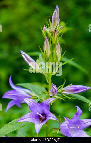 Spécimen de Campanula latifolia, aussi connu sous le nom de chausson à feuilles larges, dans son habitat naturel. Banque D'Images