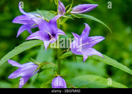 Spécimen de Campanula latifolia, aussi connu sous le nom de chausson à feuilles larges, dans son habitat naturel. Banque D'Images