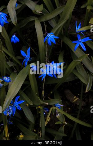 Gros plan de Scilla siberica en fleurs, communément appelé courge sibérienne, avec des pétales bleus éclatants et des feuilles vertes minces. Banque D'Images