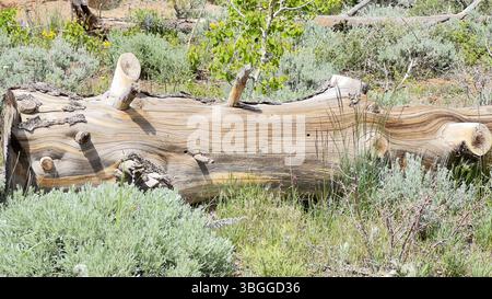 IF A Tree Falls, Medicine Bow, Wyoming, États-Unis Banque D'Images