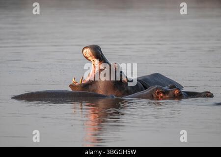 Hippopotame (Hippopatamus amphibius), bâillant avec bouche grande ouverte, dans l'eau à la lumière du matin, avec réflexion, adulte, Parc national Kruger, AF Sud Banque D'Images