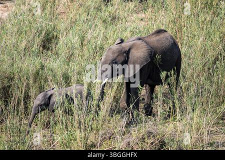 Éléphant d'Afrique (Loxodonta africana), mère avec des jeunes, se nourrissant sur les rives de la rivière Sabie, Parc National Kruger, Afrique du Sud, Afrique Banque D'Images