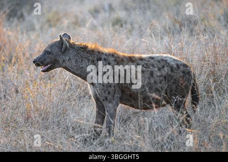 Hyène tachetée (Crocuta crocuta), femelle adulte debout dans les hautes herbes à la lumière du soir, Parc national Kruger, Afrique du Sud, Afrique Banque D'Images