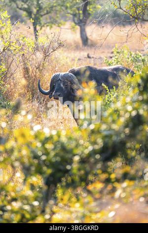 Buffles du Cap (Syncerus caffer caffer), en herbe sèche, entre buissons, parc national Kruger, Afrique du Sud, Afrique Banque D'Images