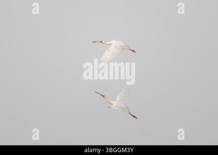 Bec de cuillère à face rouge (Platalea alba), deux oiseaux en vol contre un ciel bleu, Parc National Kruger, Afrique du Sud, Afrique Banque D'Images