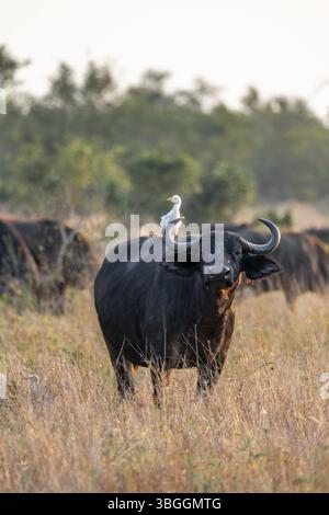 Aigrette (Bubulcus ibis) assise sur le dos d'un buffle du Cap (Syncerus caffer caffer), buffle debout dans l'herbe sèche, savane africaine, drôle, K Banque D'Images