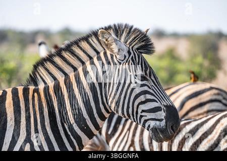 Zèbre des plaines (Equus quagga), adulte, portrait d'animaux, Parc national Kruger, Afrique du Sud, Afrique Banque D'Images