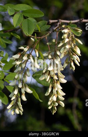 Robinia pseudoacacia fleurit en grappes blanches parfumées en pleine floraison attirant les pollinisateurs Banque D'Images