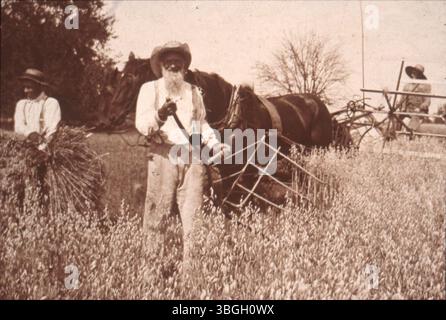 Trois hommes récoltent de l'avoine au milieu et à la fin du XIXe siècle. Un homme conduit une faucheuse tirée par des chevaux, tandis qu'un autre utilise une faux, et un troisième rassemble le grain en gerbe. Banque D'Images