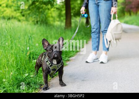 Un bouledogue français se tient sur un chemin dans le parc, portant un harnais et une laisse, tandis qu'une femme en Jean décontracté et en baskets tient la laisse et un bac blanc Banque D'Images