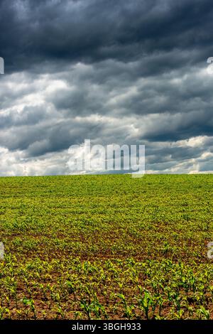 Un champ vert de jeunes pousses de maïs s'étend à travers le paysage, Puy de Dôme, Auvergne Rhône Alpes, France Banque D'Images
