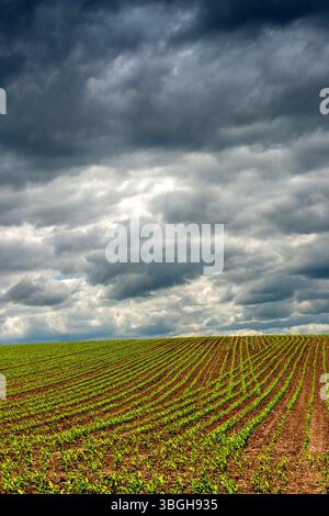 Un champ vert de jeunes pousses de maïs s'étend à travers le paysage, Puy de Dôme, Auvergne Rhône Alpes, France Banque D'Images