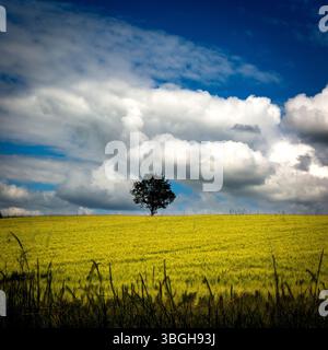 Un arbre solitaire s'élève au-dessus d'un champ doré sous un ciel dramatique rempli de nuages blancs pelucheux. Puy de Dôme, Auvergne Rhône Alpes, France Banque D'Images