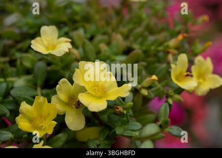 Portulaca oleracea est une plante succulente de la famille des Portulacaceae. . Banque D'Images