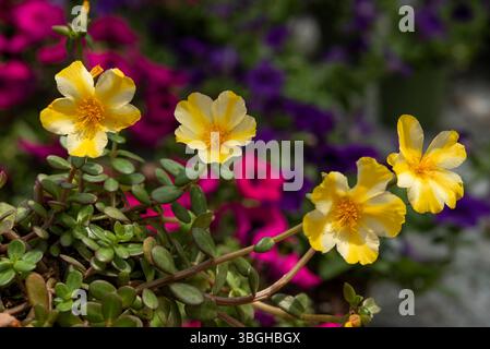 Portulaca oleracea est une plante succulente de la famille des Portulacaceae. . Banque D'Images