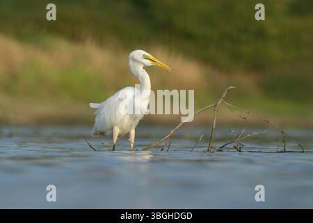 Grande aigrette (Ardea alba) – Une échassière blanche gracieuse glissant silencieusement dans les eaux peu profondes, chassant les poissons avec une précision lente et délibérée. Banque D'Images
