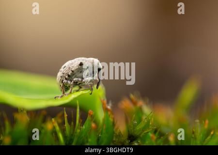 Cionus – minuscule charançon s'accroche à une tige, son museau courbé et son corps recouvert de textures subtiles. Une merveille miniature dans le calme. Banque D'Images