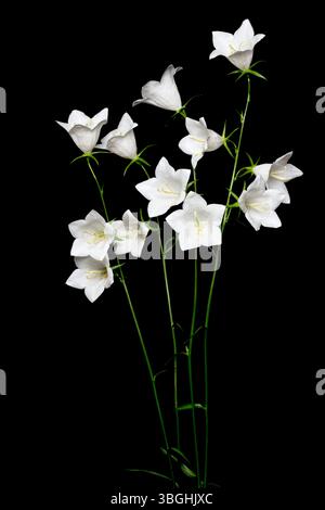Chellfleur blanc (Campanula) sur fond noir Banque D'Images