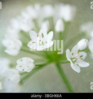 Poireau de Naples (Allium neapolitanum) avec texture superposée Banque D'Images