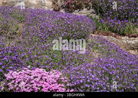 Diverses fleurs de coussin en pleine floraison Banque D'Images