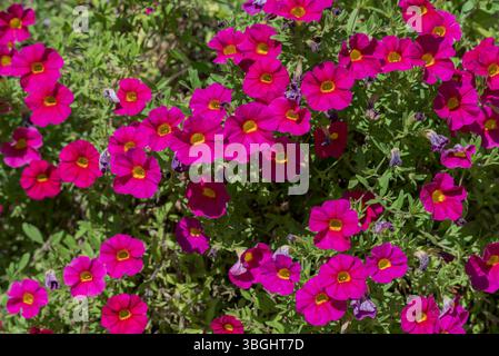 Fleurs de Calibrachoa magenta vif avec des centres jaunes, fleurissant au milieu du feuillage vert. Les fleurs en forme de trompette ajoutent une couleur vibrante aux setti naturels Banque D'Images