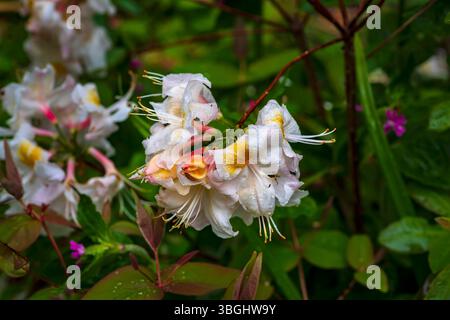 Azalée occidentale (Rhododendron occidentale), Whinfell Quarry Gardens, Sheffield Banque D'Images