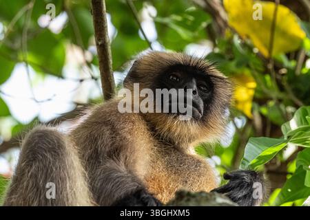 Gray Langur ou Hanuman Langur dans le parc national en Inde. Gros plan d'espèces de singe langur doré sur un arbre, visage de singe moelleux. Singe sauvage. Tr Banque D'Images