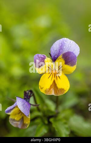Pensée sauvage, violet champ, gouttes de rosée Banque D'Images