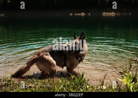 Berger allemand humide debout dans les eaux turquoises peu profondes du lac Zaovine, Serbie, entouré par une forêt luxuriante. Chien heureux dehors en été. Banque D'Images