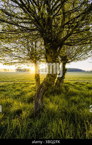 Monument naturel Schneitelbuchen près de Hümme un matin de printemps en avril au lever du soleil. Kassel district, Hesse, Allemagne. Banque D'Images