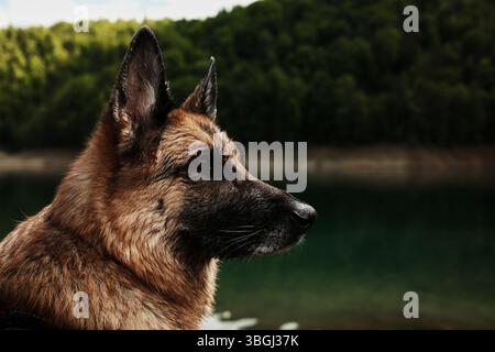 Gros plan d'un visage humide de berger allemand avec un fond vert de lac et de forêt. Portrait de chien heureux à l'extérieur en été. Banque D'Images
