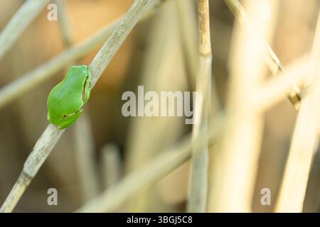 European rainette, Hyla arborea, tree frog Banque D'Images