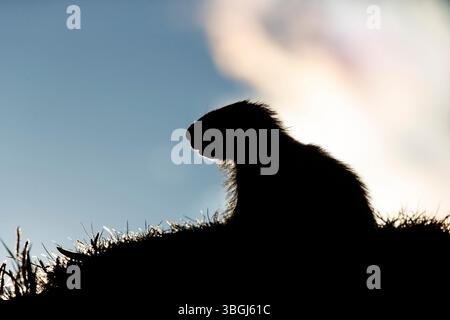 Marmotte alpine (Marmota marmota), jeune marmotte assise dans le pré, silhouette contre la lumière Banque D'Images