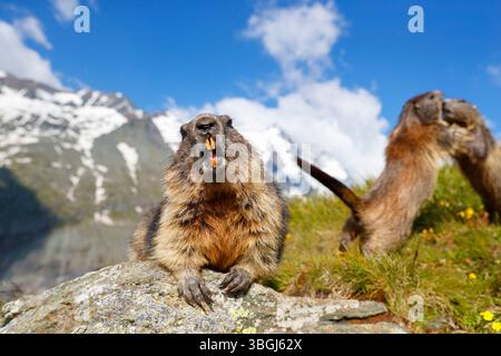 Marmotte alpine (Marmota marmota), marmotte est assise sur des rochers et regarde dans la caméra dans le #background deux marmottes combattent au milieu du paysage de montagne Banque D'Images