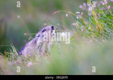 Marmotte alpine (Marmota marmota), jeune marmotte assise dans le pré de montagne et cassant à la fleur alpine Banque D'Images