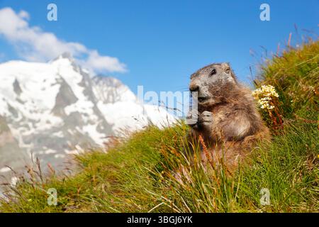Marmotte alpine (Marmota marmota), jeune marmotte assise dans le pré avec un ciel bleu et Großglockner en arrière-plan Banque D'Images