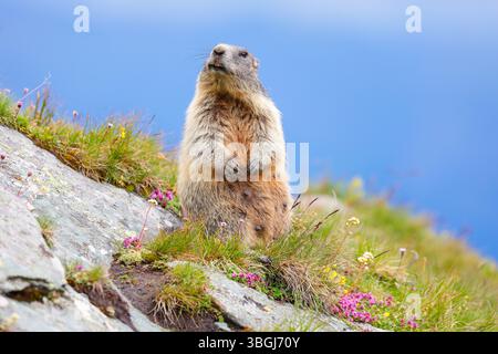Marmotte alpine (Marmota marmota), marmotte debout sur des rochers couverts de mousse et regardant la caméra Banque D'Images