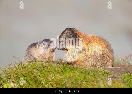 Marmotte alpine (Marmota marmota), marmotte assise dans la prairie de montagne avec nez de jeune animal pour les saluer Banque D'Images